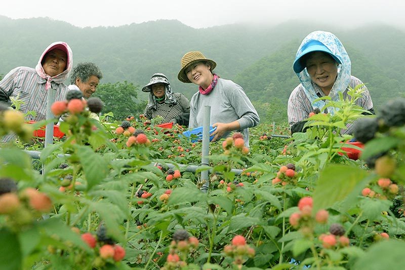 유기농 베리 농장